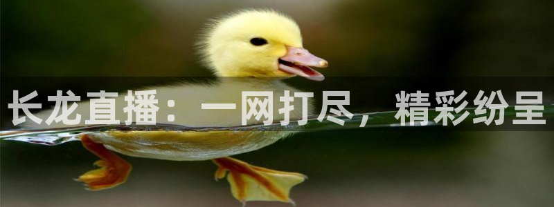 蜘蛛直播体育足球：长龙直播：一网打尽，精彩纷呈